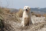 GOLDEN RETRIEVER 441
